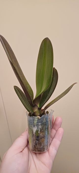 Орхидея       Орхидея