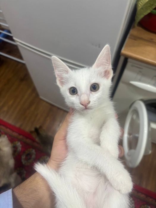 Дадим в хорошие руки даром бесплонто