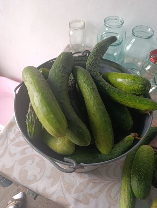 Свежие домашние огурцы