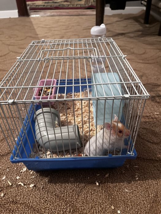 Продам хомяк за 9500 в подарок клетка с едой и опилка