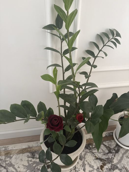 Продаю комнатные цветы для офисов,школ,в поликлиники