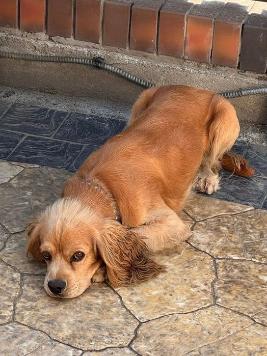 Потерялась собака