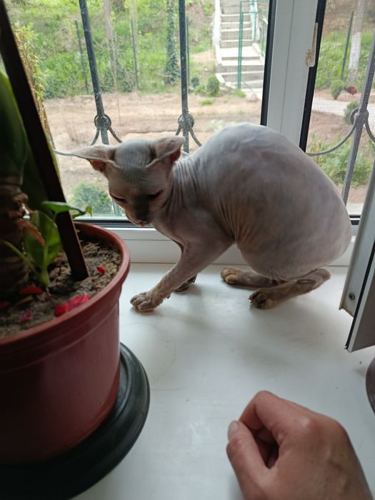 Продаётся девочка 5,5 месяцев