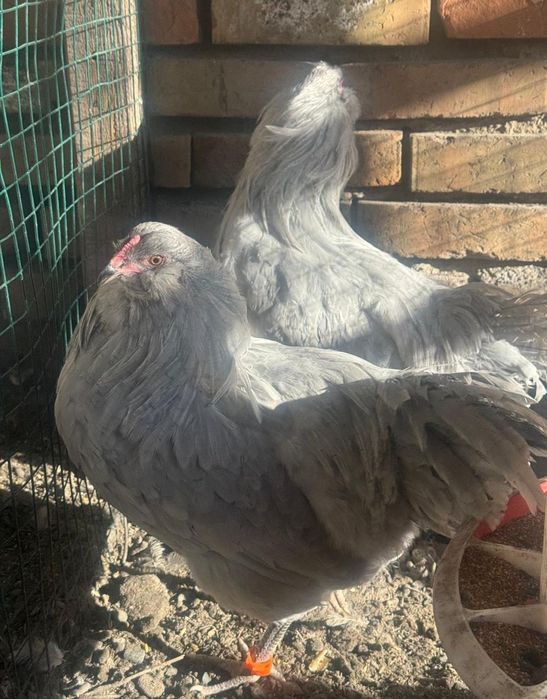 Амераукана  Лаванда!