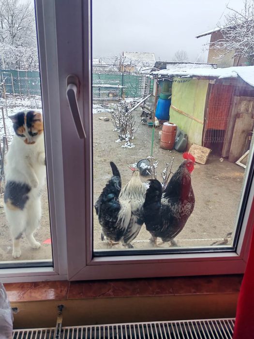 Cocoși pitici diferite culori