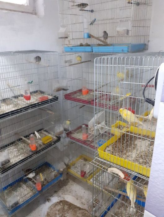 Канарче Орфей,мъжки канарчета-30евро,женски канарчетата-20евро