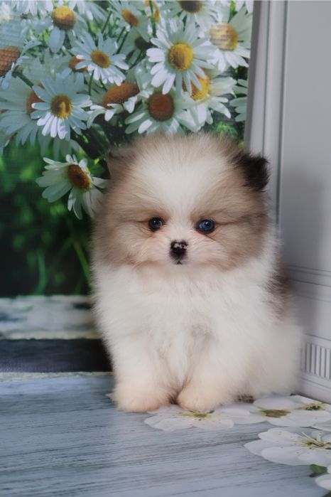 Щенки шпица с документами