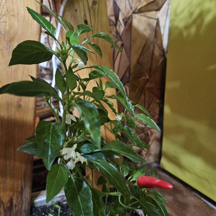 Перчики Халапеньо