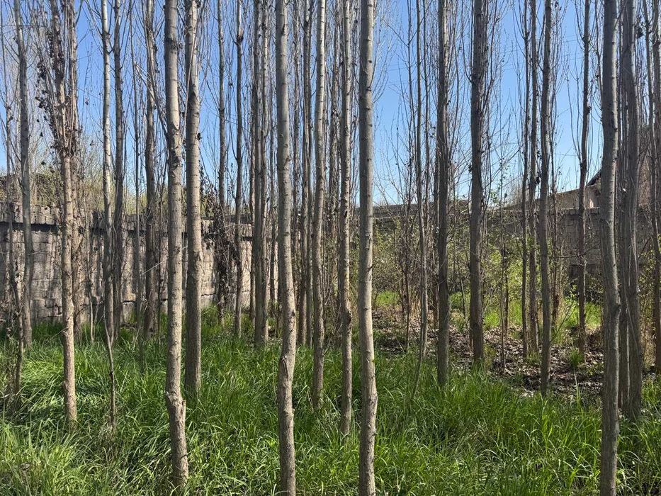 Дача 6,5 сот между Уртасарай и Нурафшон от Рохат поста 26 км свет вода