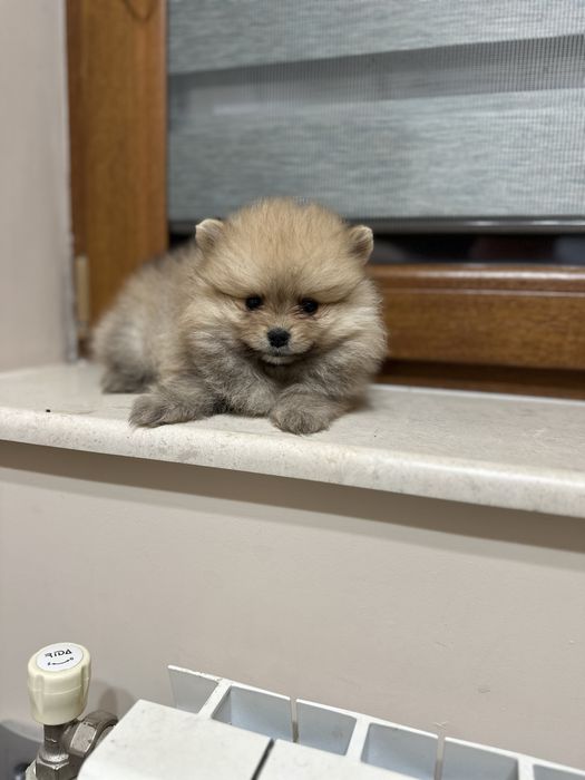 Мини Померан