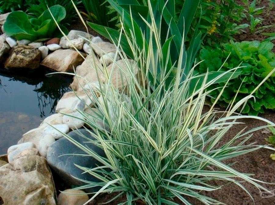 Продам цветы многолетние