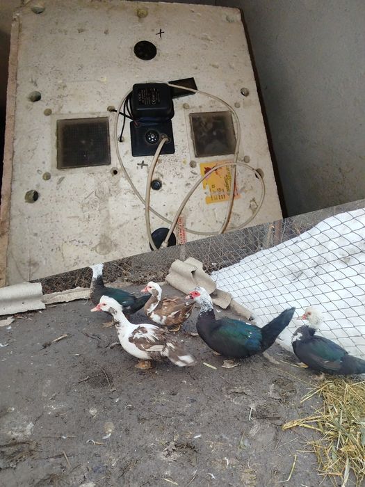 Продам или обменяю