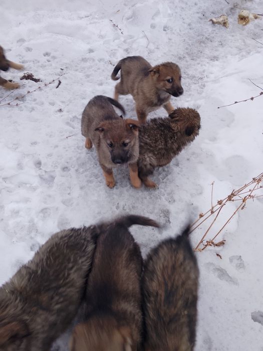 Пристраиваются щенки в добрые руки