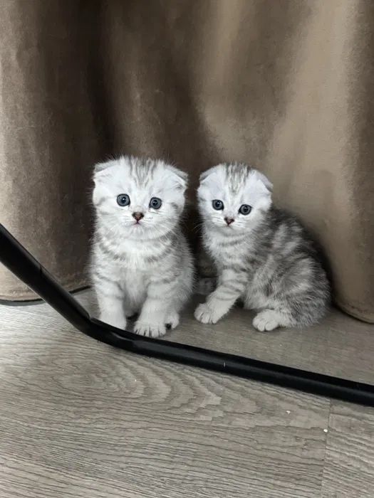 Миленькие Ребяточки