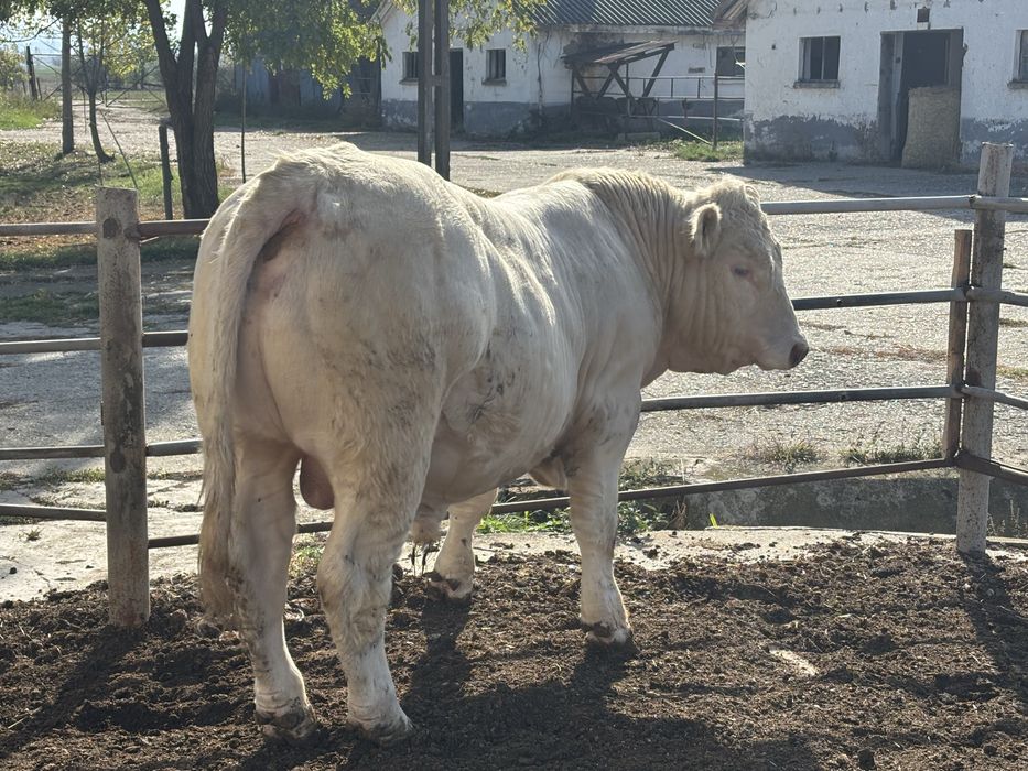 taurasi de reproductie charolaise