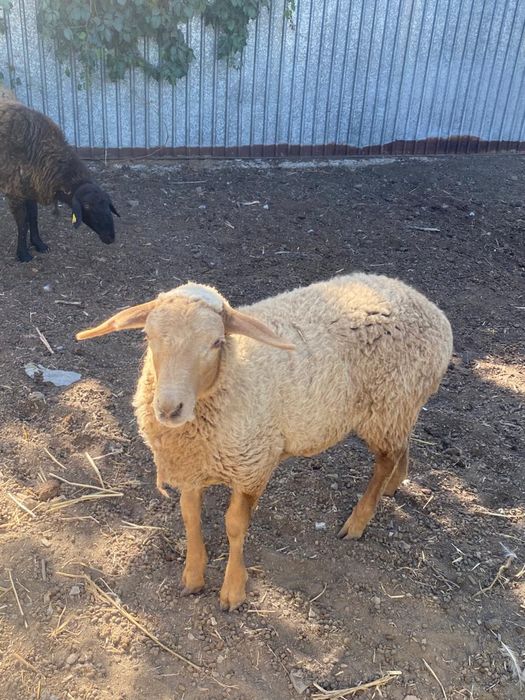 2 кочкара 2 матки 1 ягненок