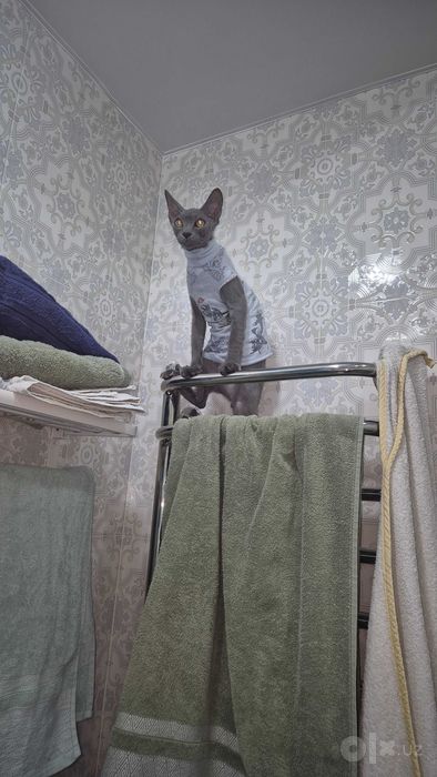 Продам котика сфинкс браш