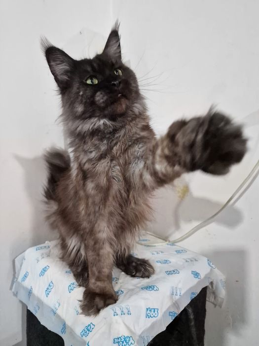 Кошечка Мейн - кун