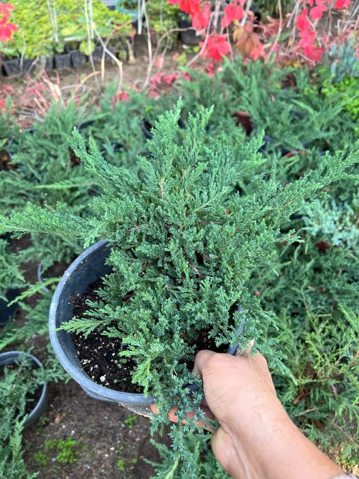 Мажевельник горизантальный