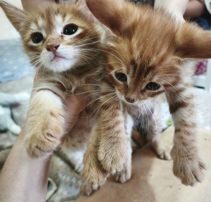 Отдам котят в добрые руки