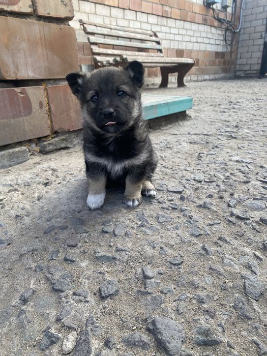 Щенки, щенята, щенок