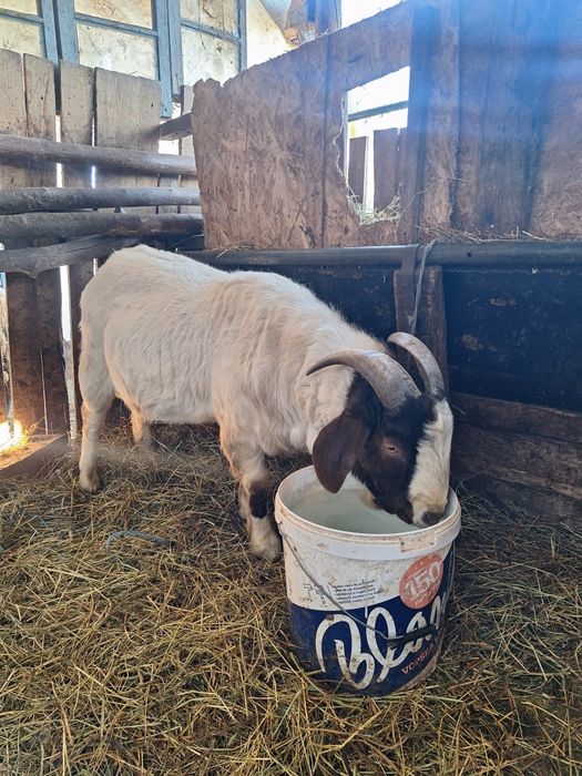 Vand  tap  boer 2 ani