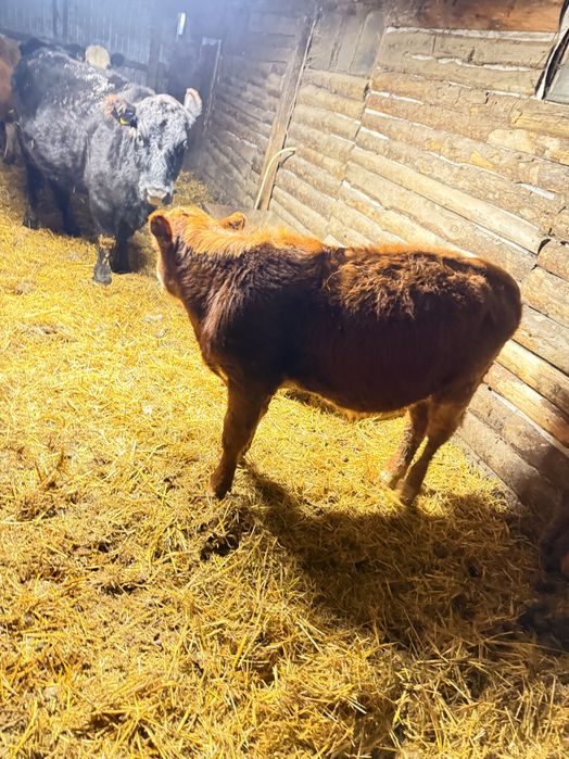 Коровы с телятами