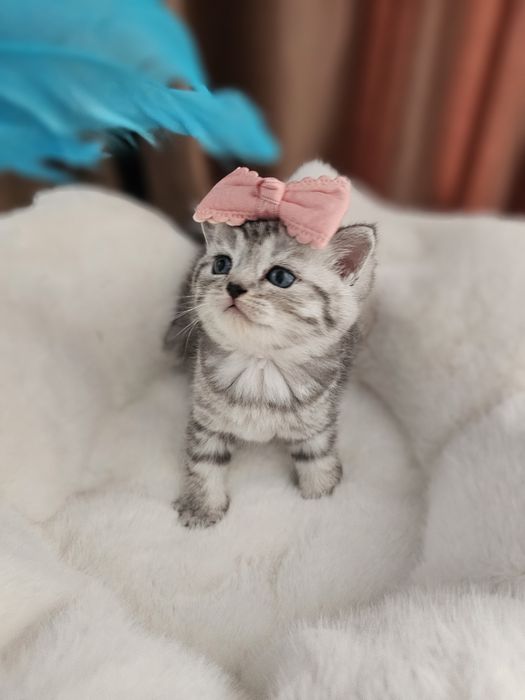 Британские малыши котята