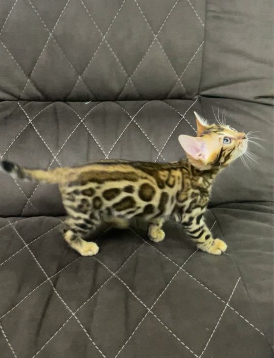 Бенгальские котята