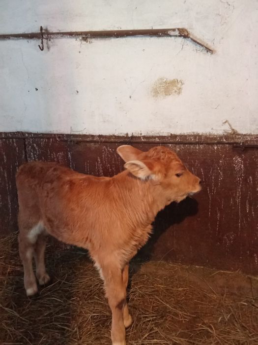 Теленок телочка.