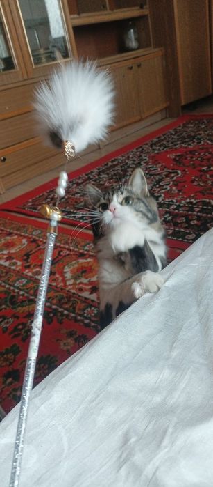 Mitis zotlik mushuk sotiladi 1 yosh bir marta bola bergan