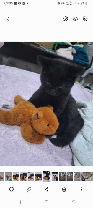 Отдам кошечку шотландская