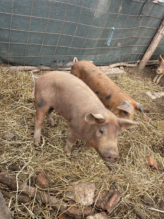 Animale de vanzare