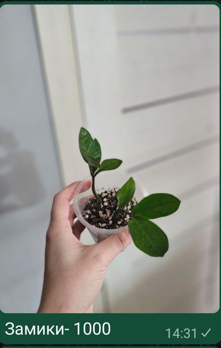 Комнатные цветы разные