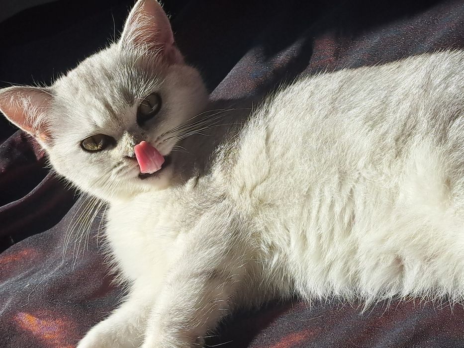 Шотландско котенце