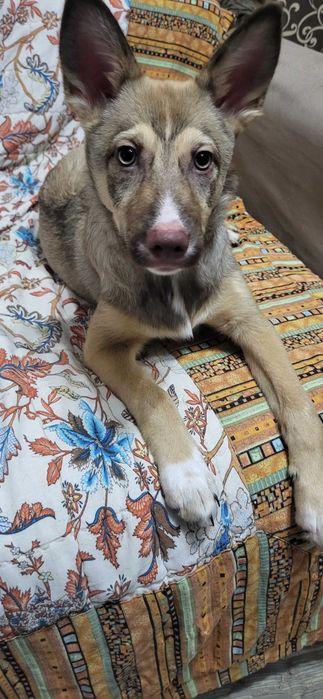 Внимание ! Красавица Малышка ищет дом!