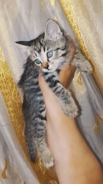 Отдадим котят в добрые руки