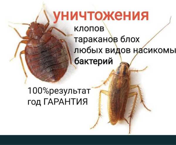 Как выглядят тараканы и клопы Как выглядят тараканы и клопы