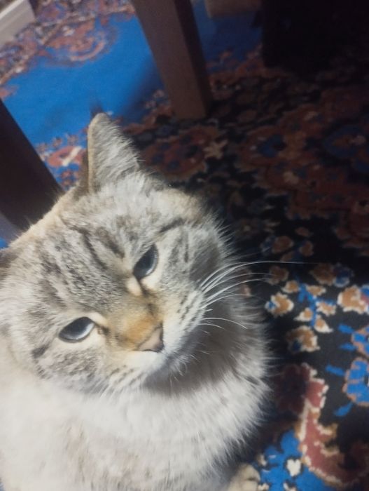 Продаётся кошка сиамская