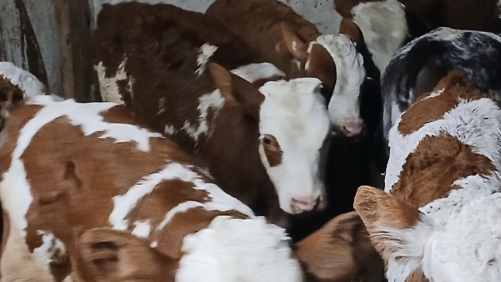 Vitei baltata românească si belgian
