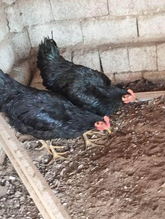 Xoroz joʻja 5 oyli 2 ta 150 mingdan qora shahzoda kelishamiz