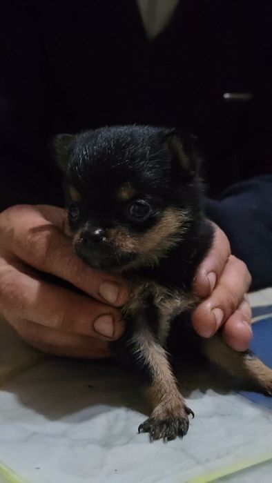 Продам чихуахуа девочка