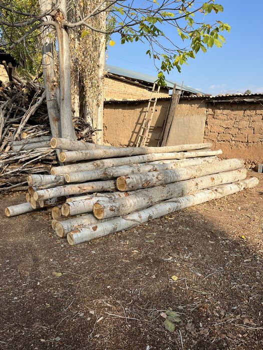 Таййор терак лар бор