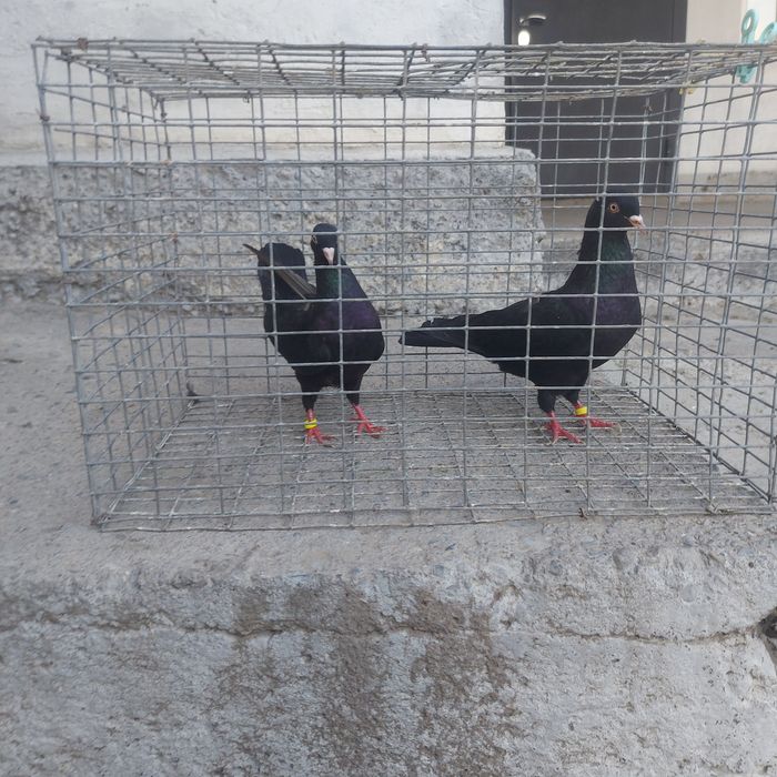 Жук Иран пара гатовый лет с игрой