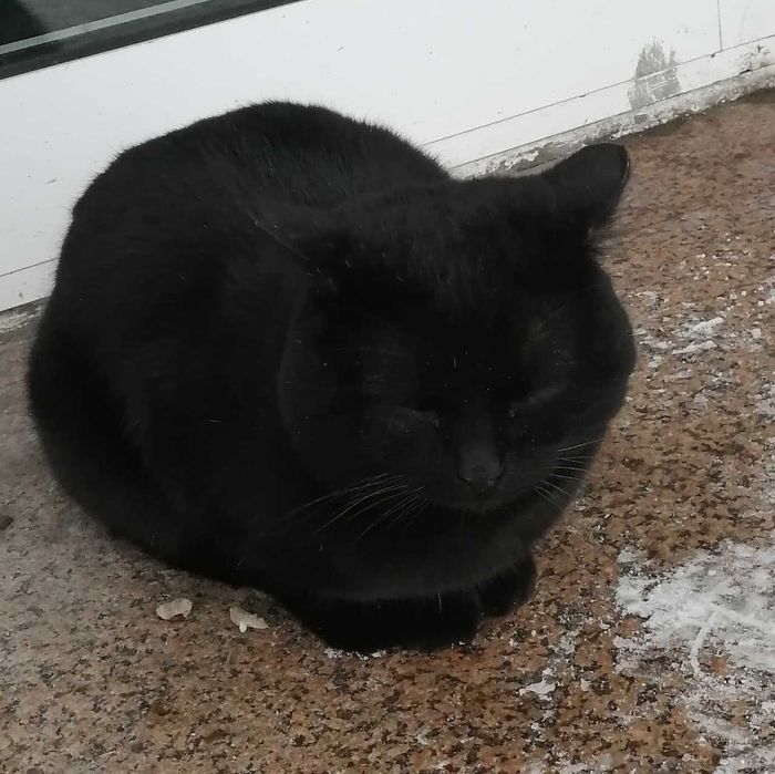 Чей красивый кот?