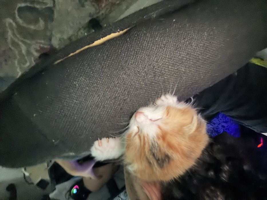 Кошка пародистая