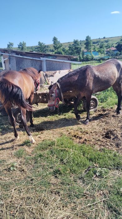 De vânzare Iapa de 5 ani Mânză de 1 an
