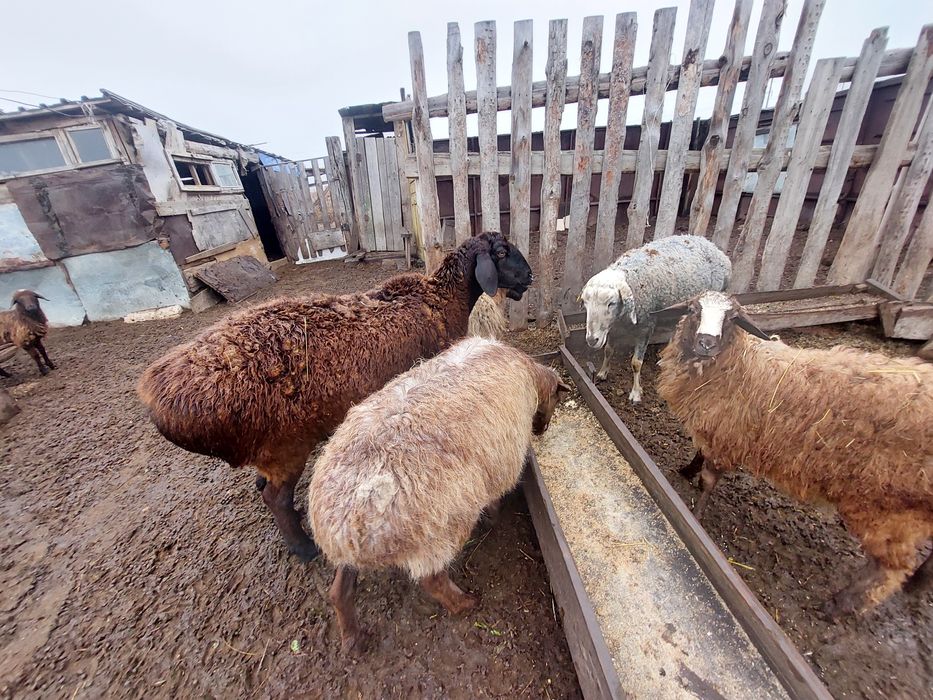 Продам овец гисары в костанае