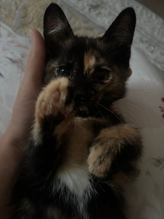 Отдам котенка в добрые руки