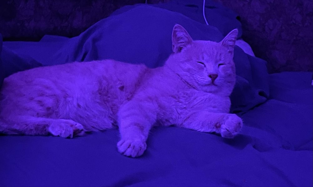 карамельный котик